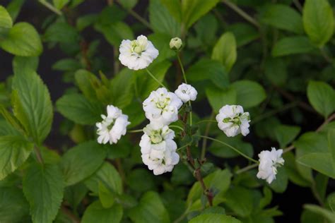 Growing the Bridal Wreath Spirea in the Home Garden