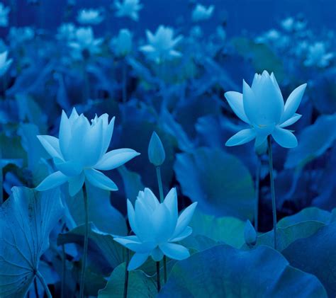 Blue Lotus Wallpapers - Wallpaper Cave