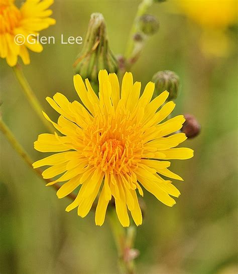 Sonchus arvensis photos Saskatchewan Wildflowers