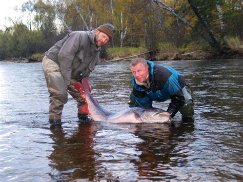 Chavanga Fish Blog: Hucho taimen fishing. Giant fish. Part 4.