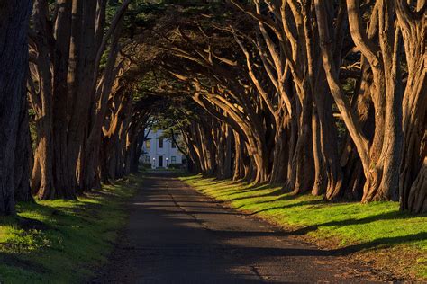 Cypress Tree Tunnel Photograph by Gej Jones - Fine Art America