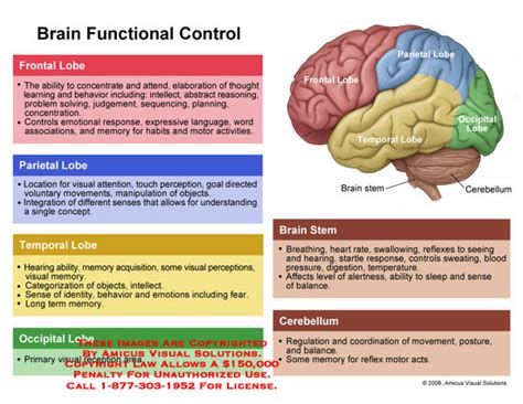 Brain Jack Image: Brain Diagram And Functions