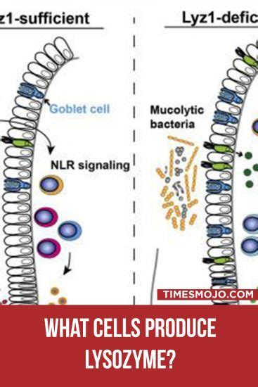 What cells produce lysozyme? - TimesMojo