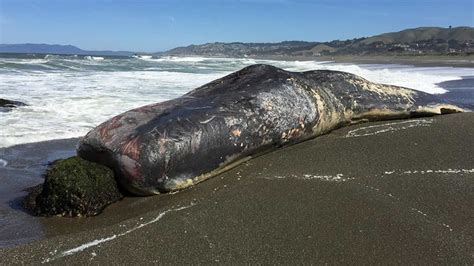 Scientists performing necropsy on dead sperm whale at beach in Pacifica ...