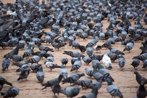 Seagull and Pigeon Deterrent Optical Gel | Prodek Flat Roofing & Waterproofing