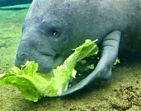 Are Manatees Friendly? - American Oceans