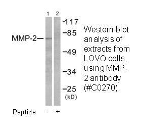 MMP-2 Antibody | AAT Bioquest