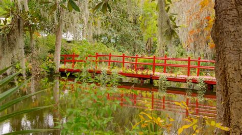 Magnolia Plantation and Gardens in Charleston, South Carolina | Expedia