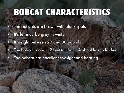 Bobcat by Anadia Willoughby