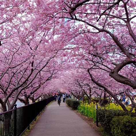 Early Cherry Blossoms Welcome Spring in February in Kawazu