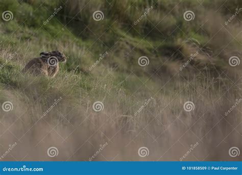 European Brown Hare Running, Sitting Stock Image - Image of ears, irish: 101858509