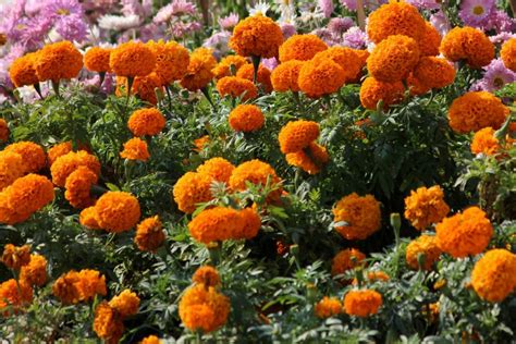 Grow tall African marigolds for strong color in bouquets