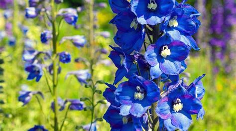 29 Different Delphinium Varieties You Can Plant This Season