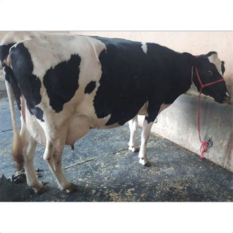 Dairy HF Cow Supplier, Trader In Karnal,Haryana