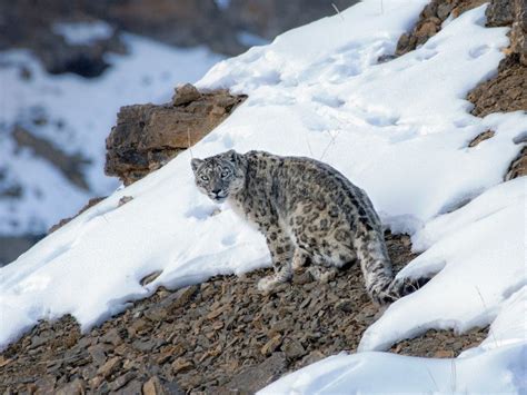 10 Things You Need To Know About Snow Leopards | Nature inFocus