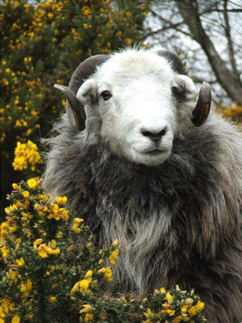 Herdwick Sheep at Columba's Barn. – The Society of St. Columba