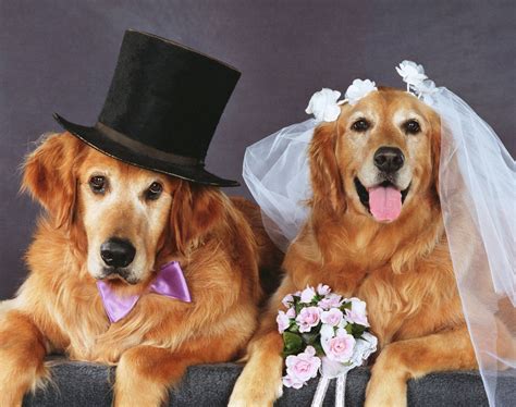 10 Things I Learned From My Dog's Fundraiser Wedding | HuffPost