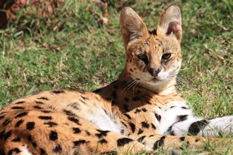 African Serval Cat Close-up Free Stock Photo - Public Domain Pictures