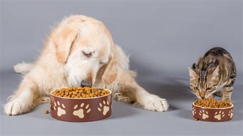 Dry pet food may be more environmentally friendly than wet food