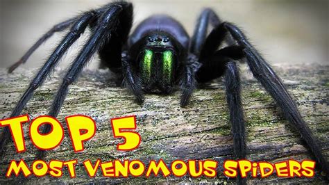 Top 5 ★ | The Most Venomous Spiders in the World - YouTube