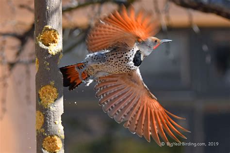 Gilded Flicker - Big Year Birding