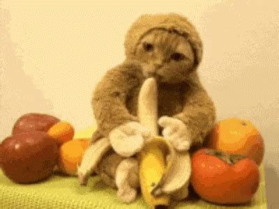 Cat Banana GIF - Cat Banana - Discover & Share GIFs