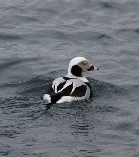 Identification of 9 Diving Duck Species: A Photographic Guide | Miles Hearn