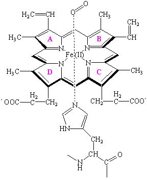 Hemoglobin Molecule