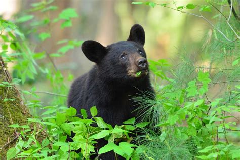 Beautiful Black Bear in the Smoky Mountains National Park | Black bear, Smoky mountain national ...