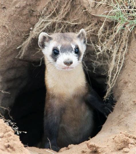 Predators of prairie dogs released in Colorado | Open Spaces | trib.com