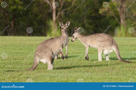 Eastern grey kangaroos stock photo. Image of animal, iconic - 23121848