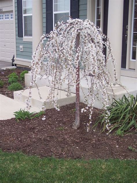 Dwarf Weeping Cherry Tree