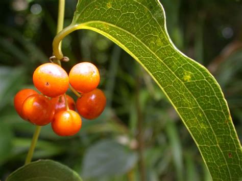 Smilax (Smilacaceae) image 10091 at PlantSystematics.org