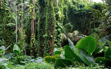 🔥 [100+] Tropical Rainforest Wallpapers | WallpaperSafari