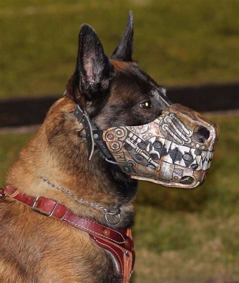 Dogs4family | Dog muzzle, Military working dogs, Malinois dog