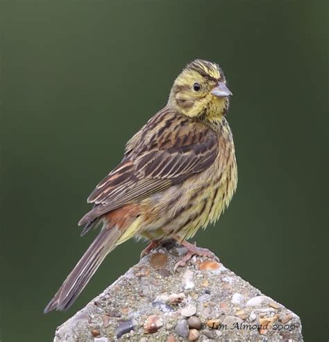 Yellowhammer Image Gallery