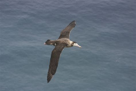 Amsterdam albatross - critically endangered with only about 300 ...