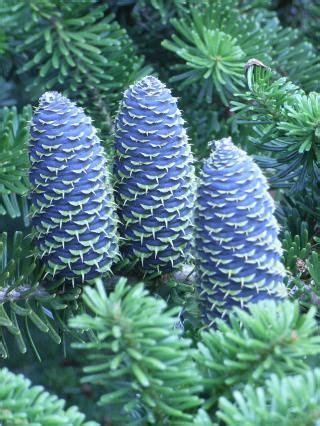 Stunningly beautiful blue cones on a Korean Fir Tree. | Trees to plant, Beautiful flowers, Trees ...