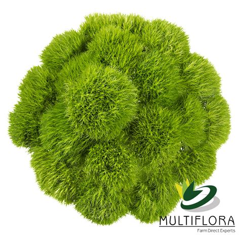 Green ball | Multiflora