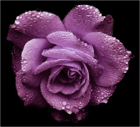 Free photo: Rose, Purple, Romantic, Blossom - Free Image on Pixabay ...