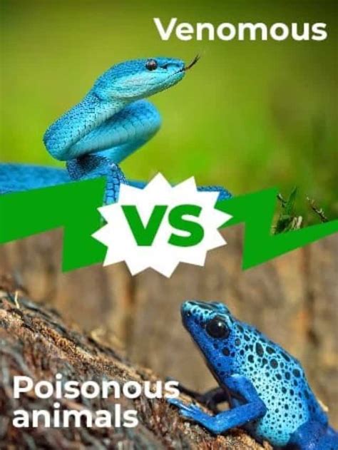 Venomous Vs Poisonous, 46% OFF | www.micoope.com.gt