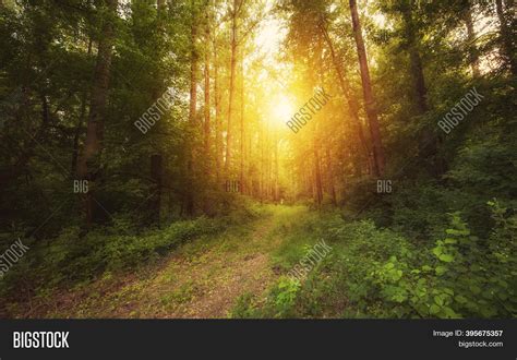 Forest Landscape Sunny Image & Photo (Free Trial) | Bigstock