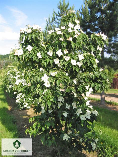 Cornus kousa 'Milky Way' | Baumschule LvE