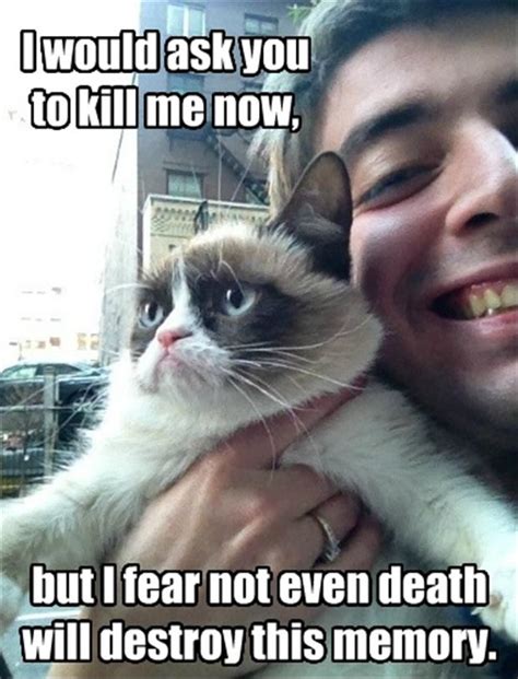 Gallery For > Funniest Grumpy Cat Memes