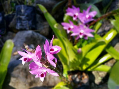 Orchid Gardens at Garden of the Sleeping Giant