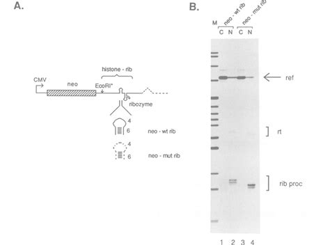 Neomycin resistance gene fused to histone 3' end ribozymes. A.... | Download Scientific Diagram