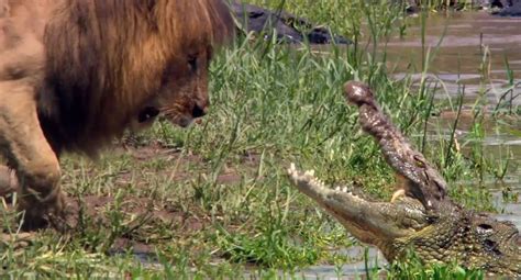 Lion vs Crocodile- The King of the Animals - YouTube