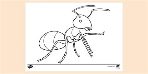 FREE! - Ant Colouring Sheet | Colouring Sheets - Twinkl