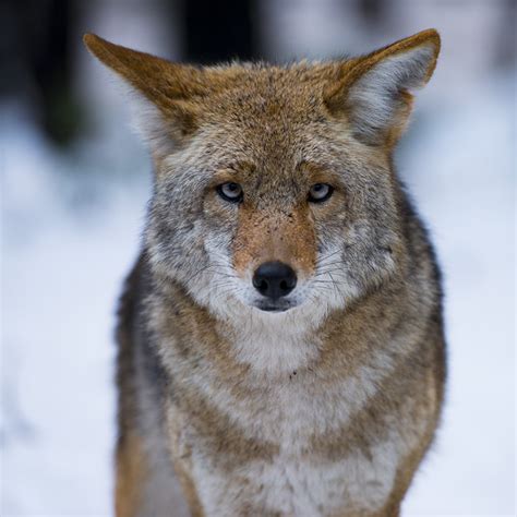 Red Coyote | Flickr - Photo Sharing!