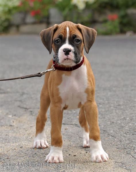 Sweet Fawn Boxer Puppy Leash Training